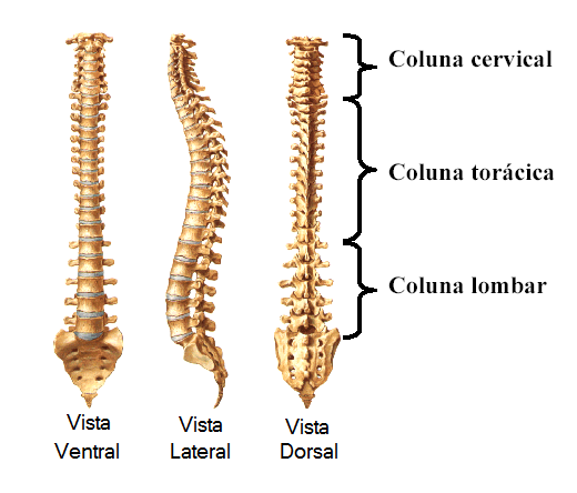 coluna-vertebral.png